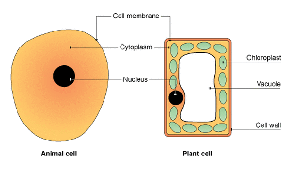 Animal and Plant cells - Cells