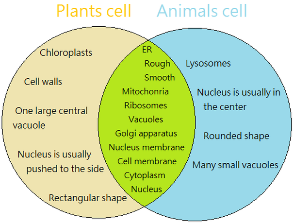 Animal Cell And Plant Cell Similarities And Differences What Is The